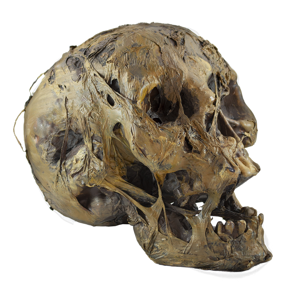 Rotted Skull™